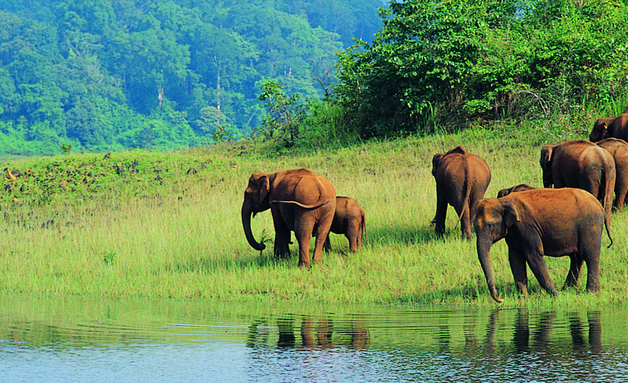  Wayanad Wildlife Sanctuary