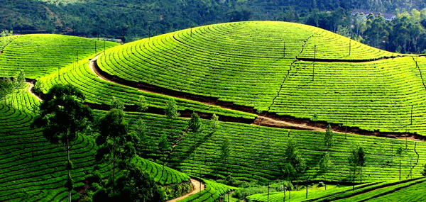 Ooty | South India tour packages from Bangalore, Karnataka, India